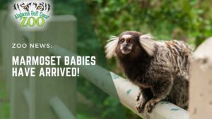 Marmoset Babies have arrived