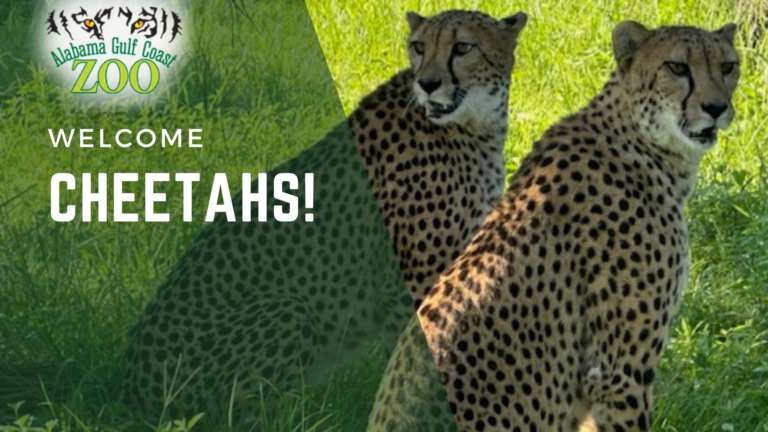 cheetah announcement