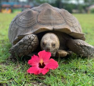 a turtle on grass with a flower