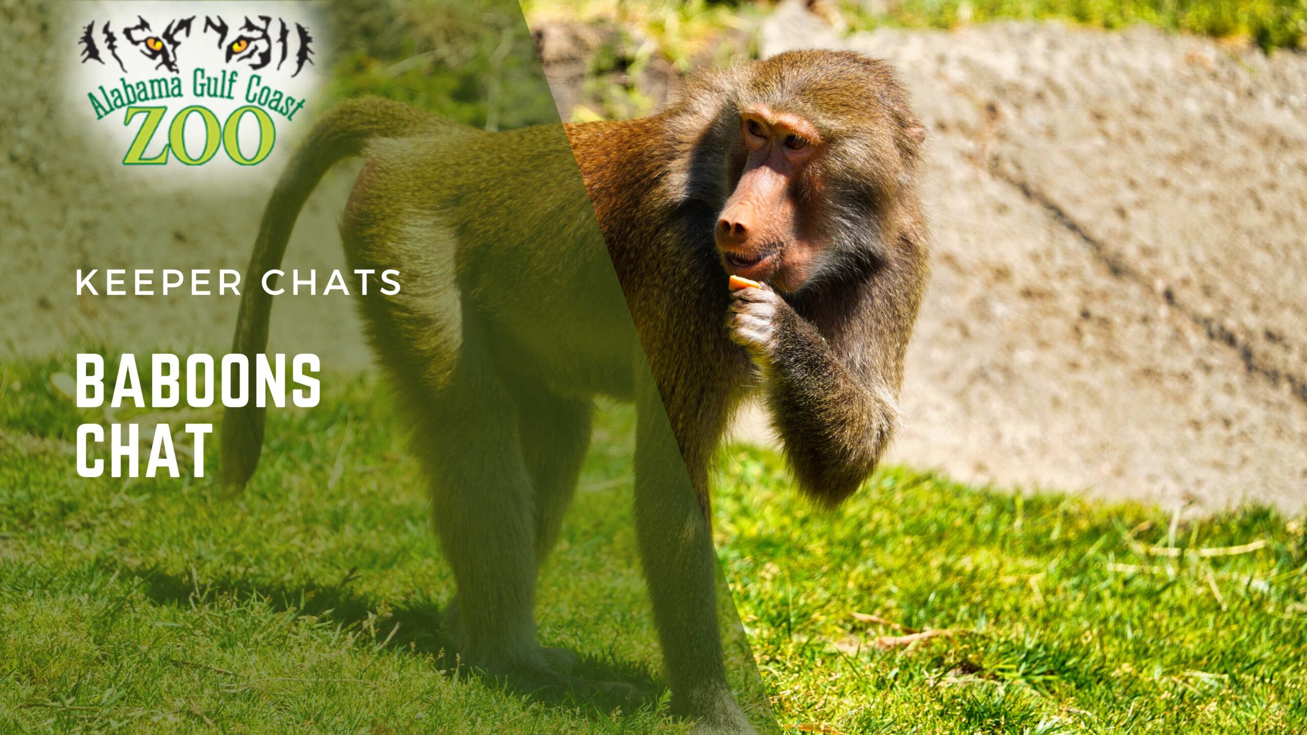 Baboons chat alabama gulf coast zoo