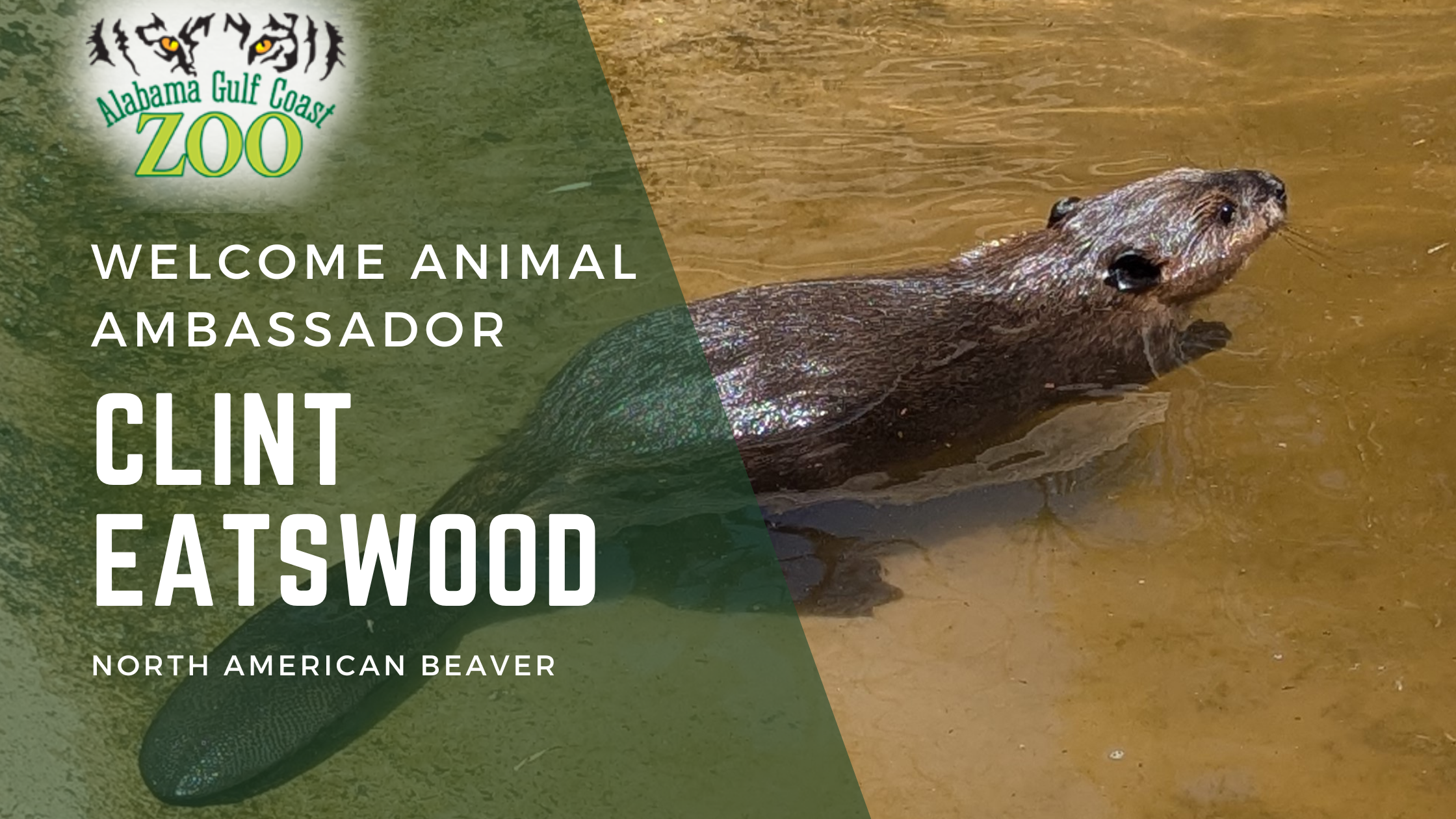 Zoo News Banner - Clint Eatswood