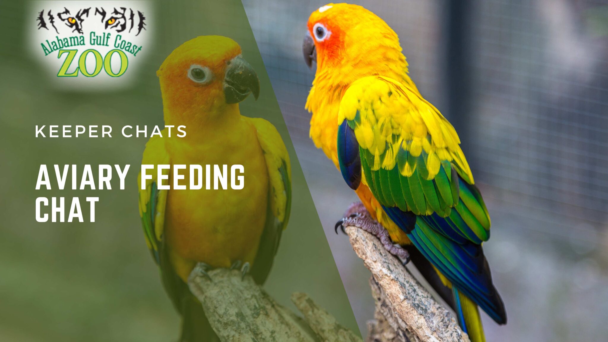 Aviary Feeding Chat - Al Gulf Coast Zoo