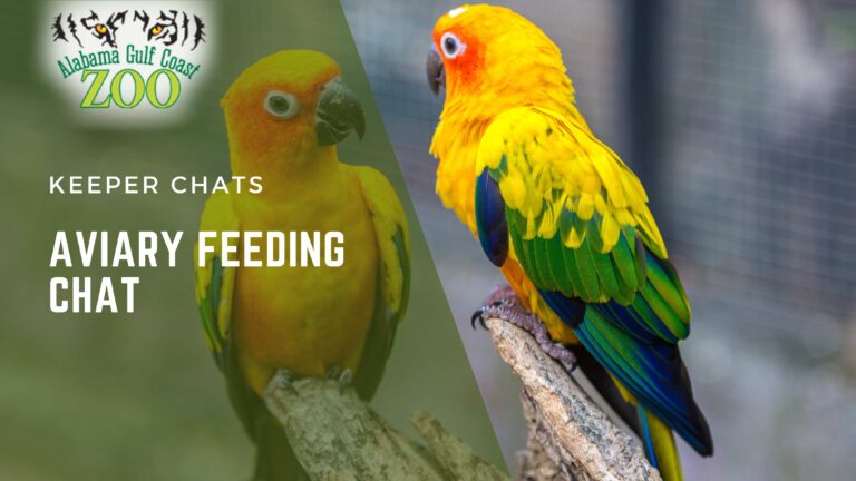 aviary feeding chat alabama gulf coast zoo