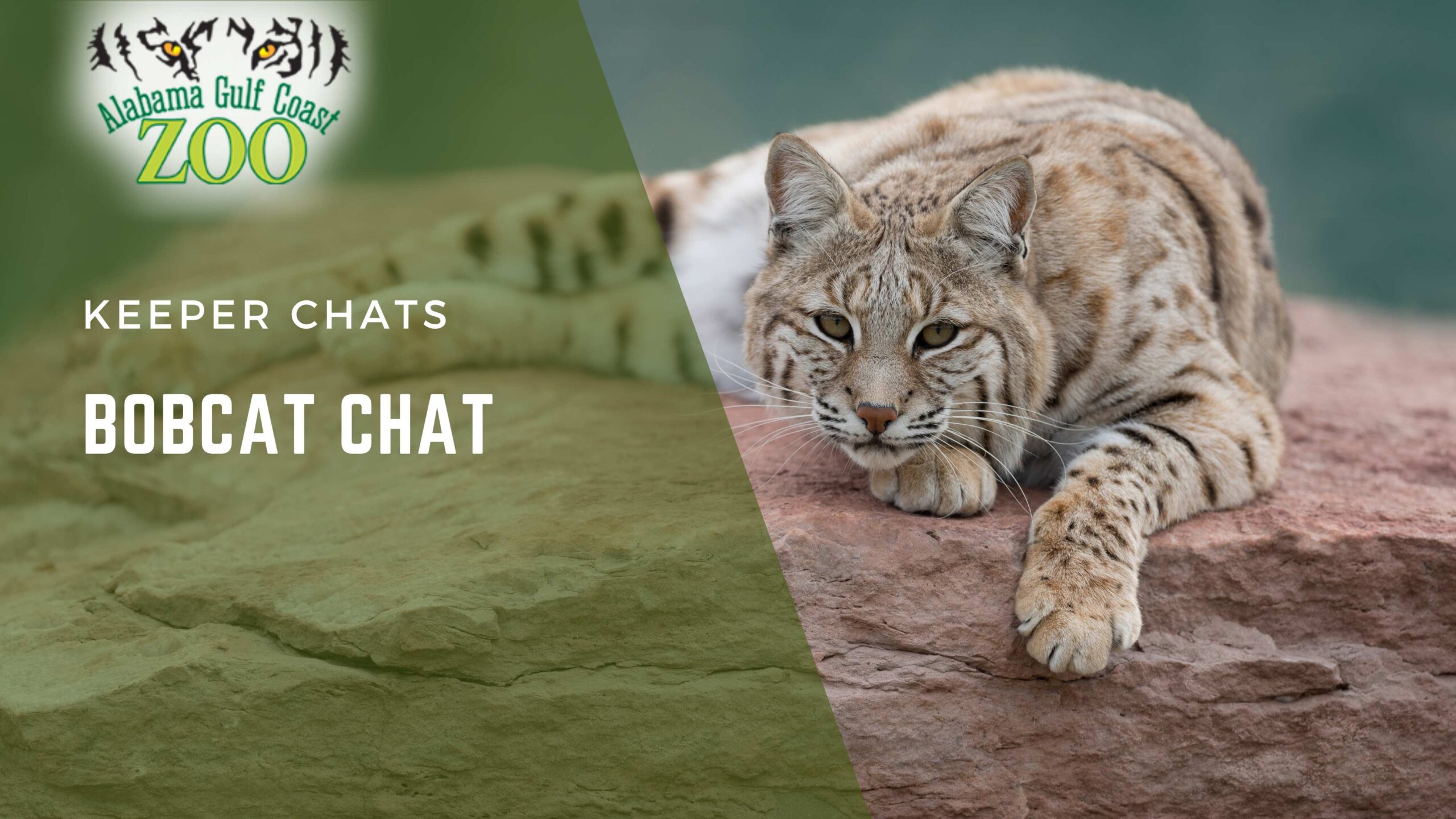 bobcat chat alabama gulf coast zoo