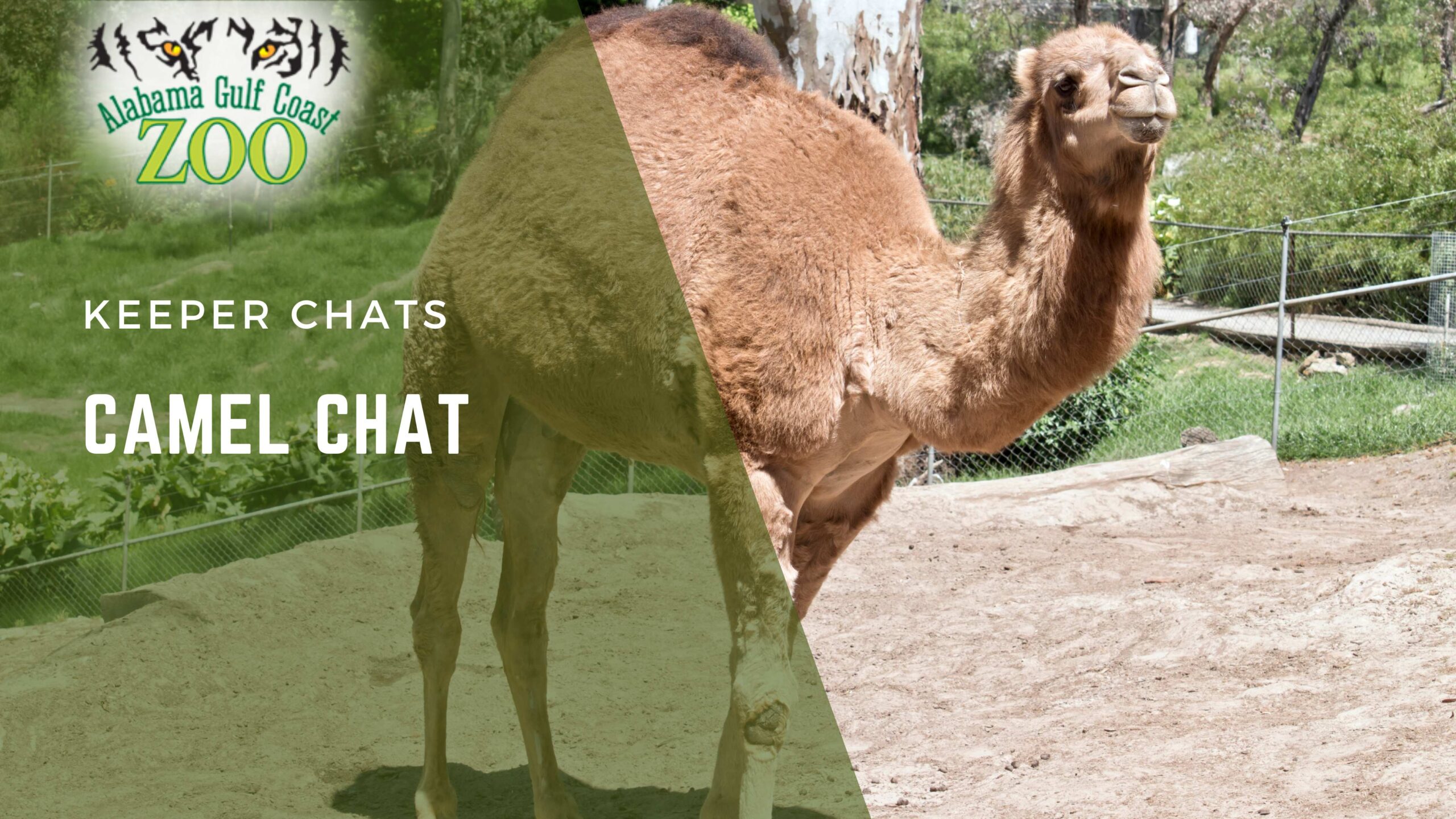 camel chat alabama gulf coast zoo