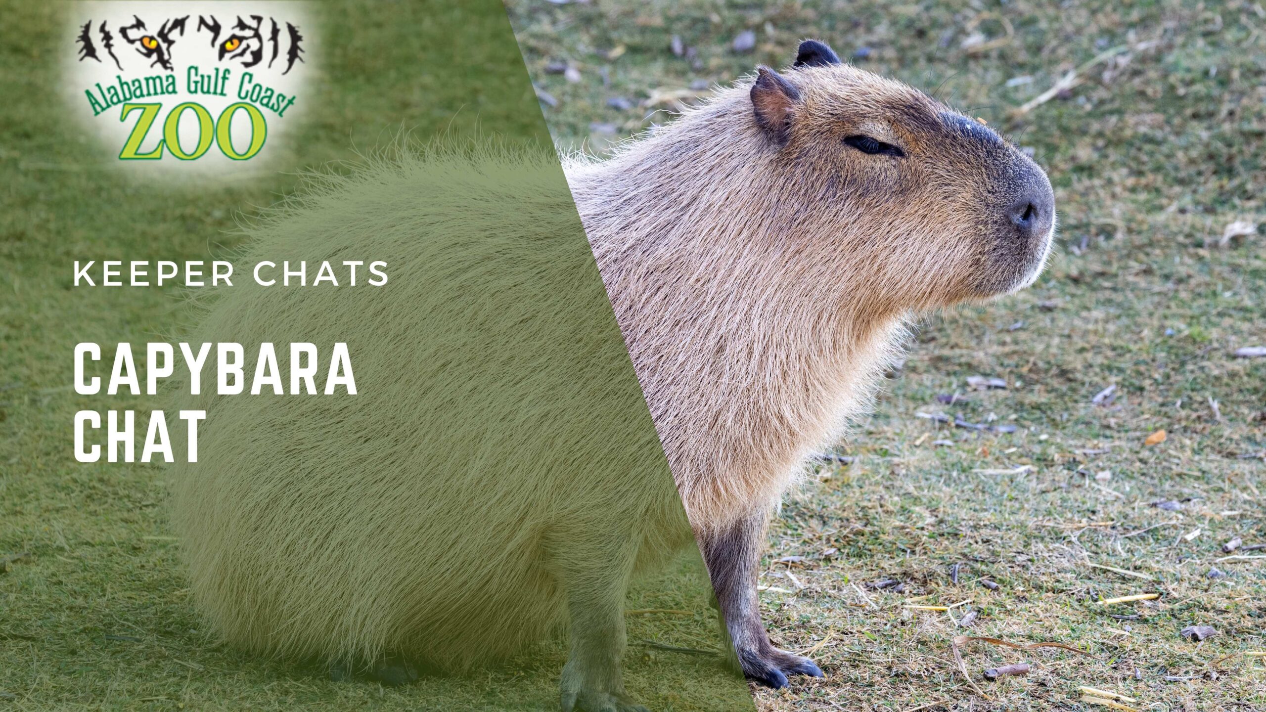 capybara chat alabama gulf coast zoo