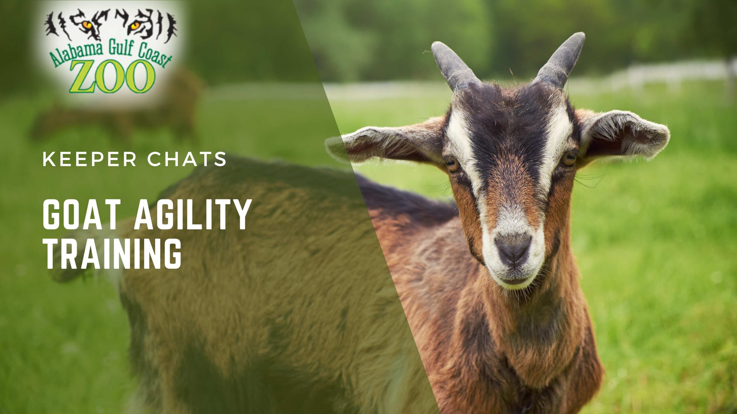 goat agility training alabama gulf coast zoo