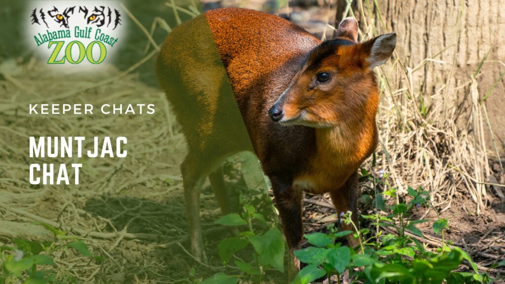 muntjac chat alabama gulf coast zoo