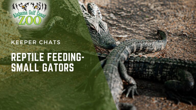 reptile feeding chat alabama gulf coast zoo