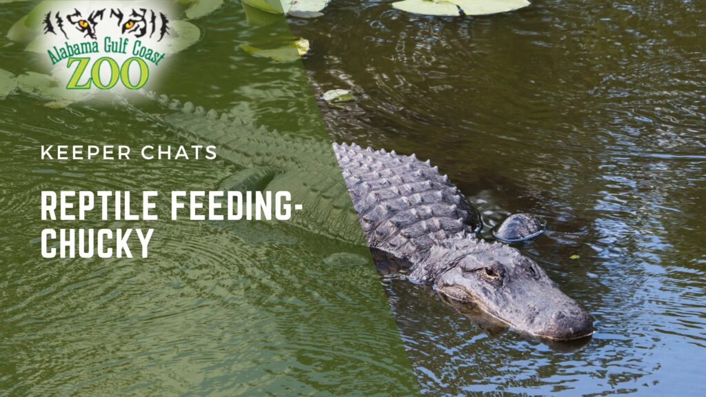 reptile feeding chucky alabama gulf coast zoo