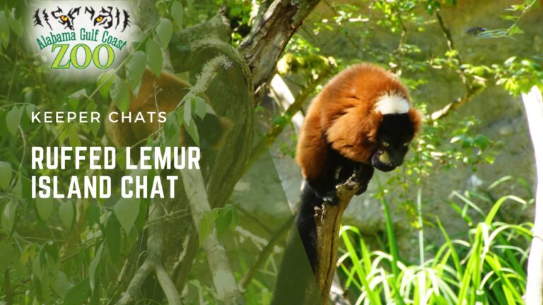 ruffed lemur chat alabama gulf coast zoo