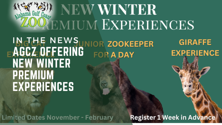 Winter Premium Experiences